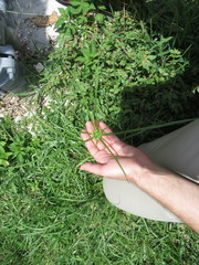 Cyperus distinctus