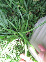 Cyperus distinctus