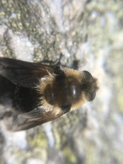 Cephenemyia phobifer