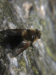 Cephenemyia phobifer