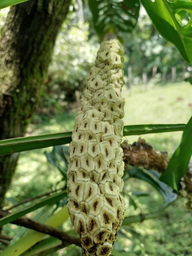 Monstera adansonii