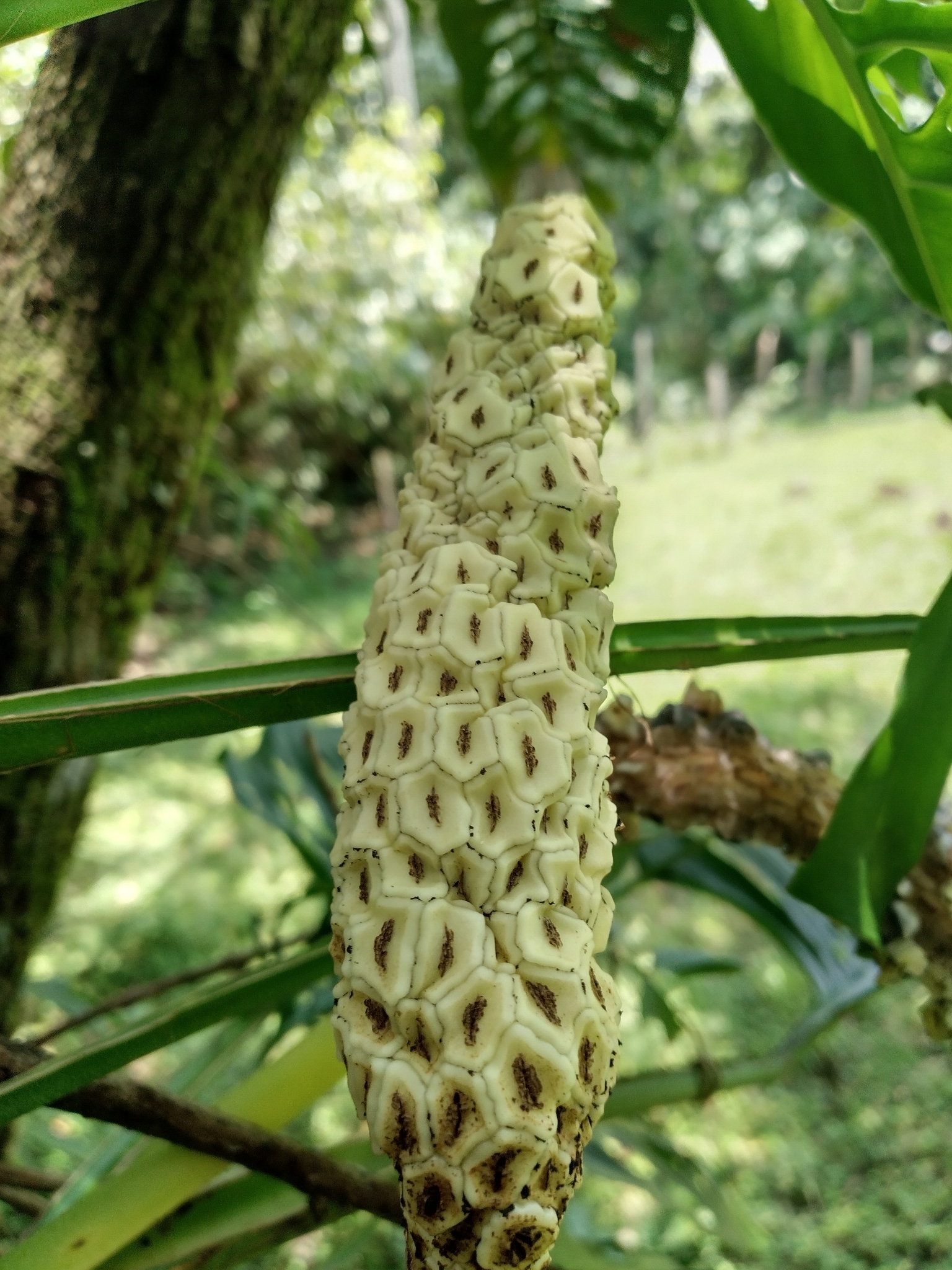 Swiss cheese-plant (Monstera adansonii)  iNaturalist