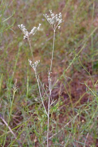 Image of Eriogonum annuum by (c) Michelle W. （鍾偉瑋）, some rights reserved (CC BY)