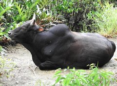 Bos