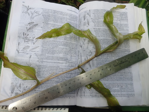 Richardson's pondweed (Potamogeton richardsonii)