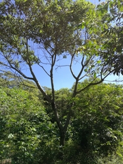 Heliocarpus