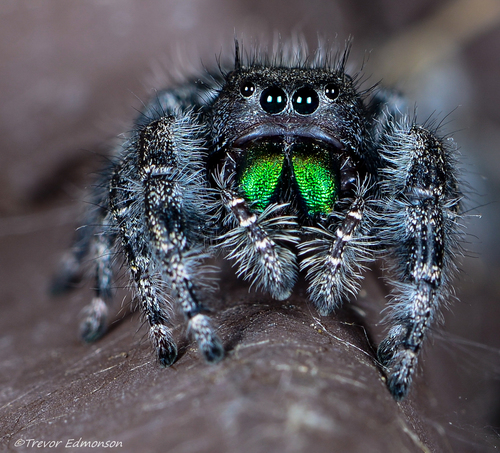 Bold Jumping Spider photographed in Illinois