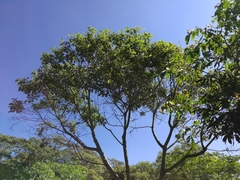 Heliocarpus