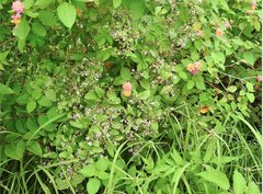 Paederia foetida
