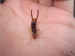 Labidura truncata