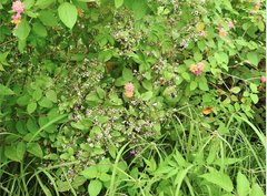 Paederia foetida