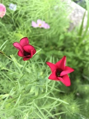 Linum grandiflorum