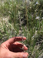 Thelypodium crispum