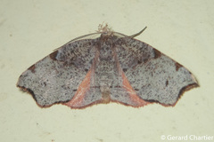 Achrosis