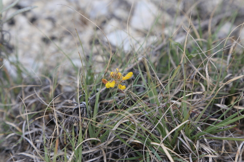 Image of Dalea hallii by (c) Reid Hardin, some rights reserved (CC BY)