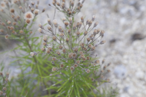 Image of Vernonia lindheimeri by (c) Reid Hardin, some rights reserved (CC BY)