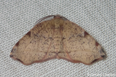 Achrosis