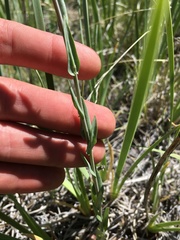 Thelypodium crispum