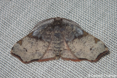 Achrosis