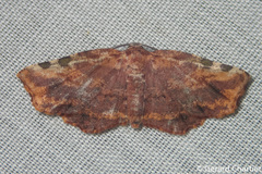 Achrosis