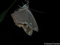 Pareumelea eugeniata