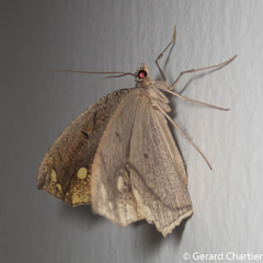 Pareumelea eugeniata