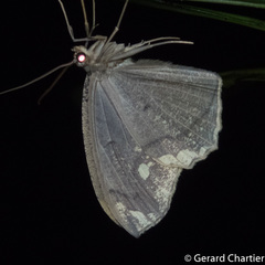 Pareumelea eugeniata