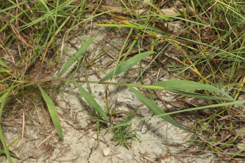 Image of Paspalum pubiflorum by (c) Reid Hardin, some rights reserved (CC BY)
