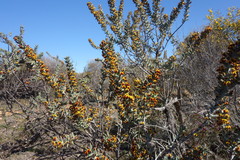 Daviesia pachyphylla