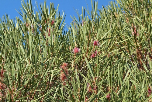 Grass-leaved Hakea (Hakea multilineata)
