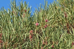 Hakea multilineata