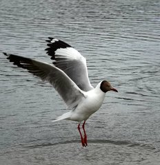 Chroicocephalus brunnicephalus