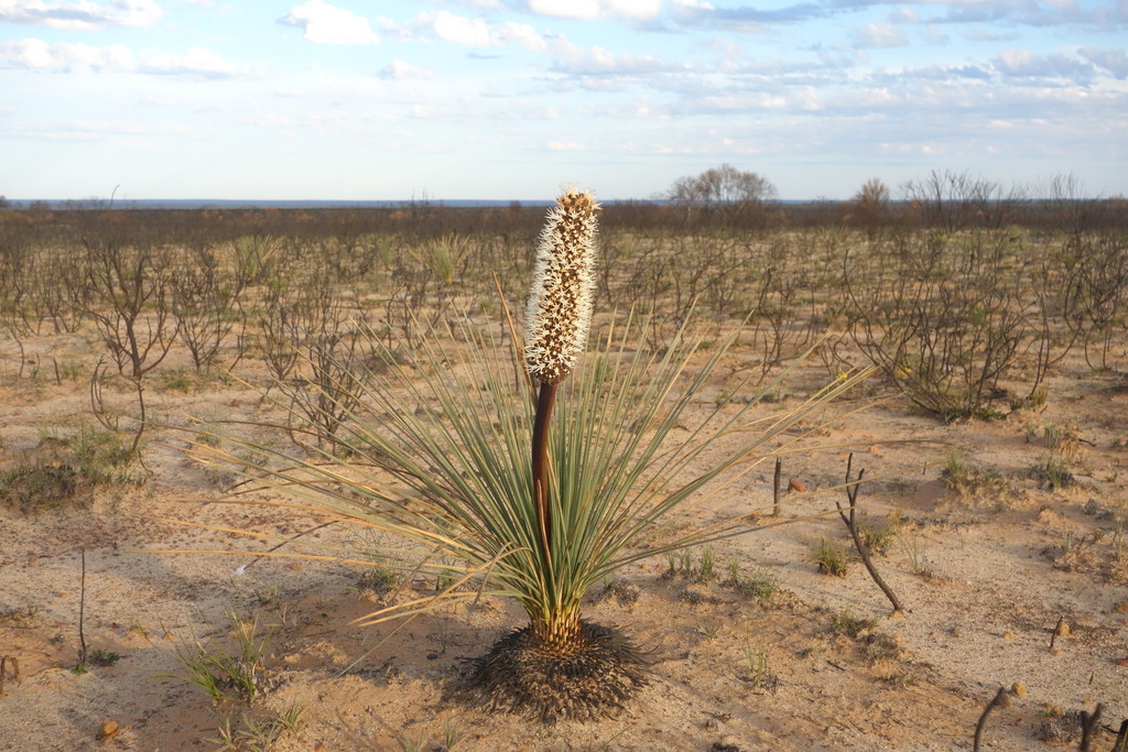 dwarf grasstree