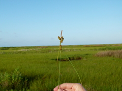 Carex extensa