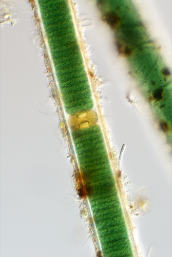 Scytonema crispum observed 2017-02-23