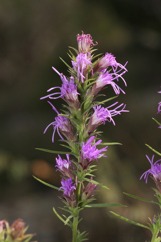 Image of Liatris glandulosa by (c) Reid Hardin, some rights reserved (CC BY)