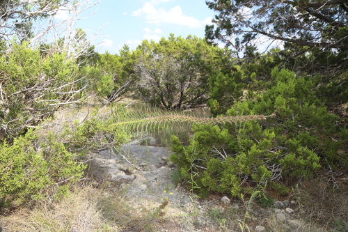 Image of Liatris glandulosa by (c) Reid Hardin, some rights reserved (CC BY)