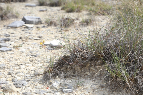 Image of Dalea hallii by (c) Reid Hardin, some rights reserved (CC BY)