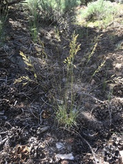 Poa secunda secunda
