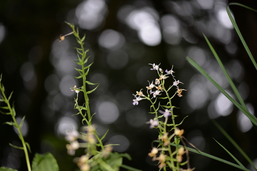 Calanthe puberula iNat (3)