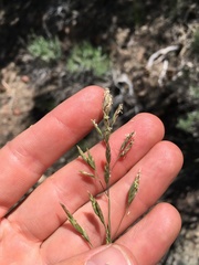 Poa secunda secunda