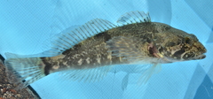 Cottus aleuticus