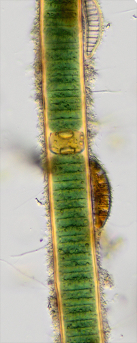 Scytonema crispum observed 2014-09-30