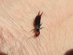 Nesogaster ruficeps
