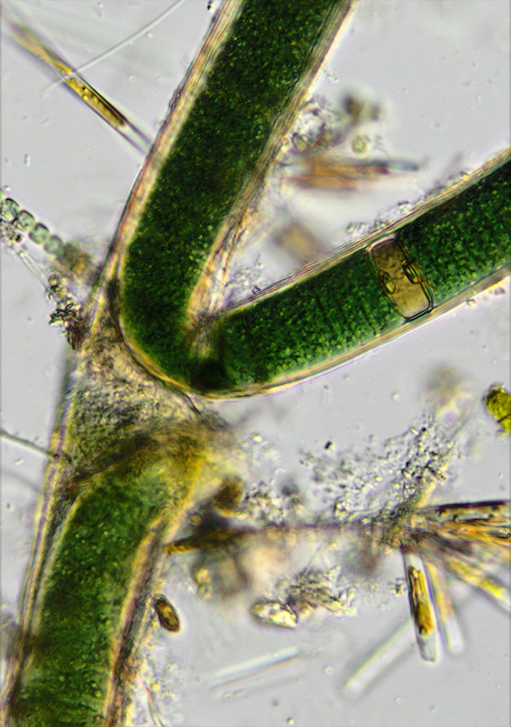 Heteroscytonemataceae