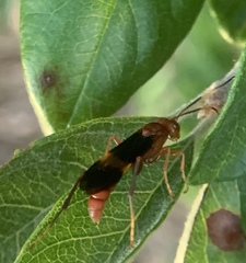 Trogomorpha arrogans