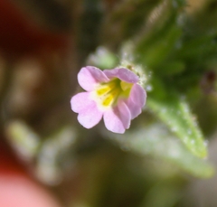 Erythranthe parishii