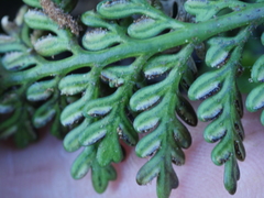 Asplenium appendiculatum maritimum