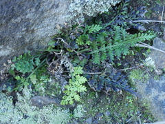 Asplenium appendiculatum maritimum