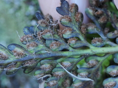 Asplenium appendiculatum maritimum
